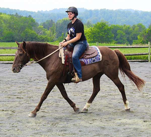 beginner-quarter-horse
