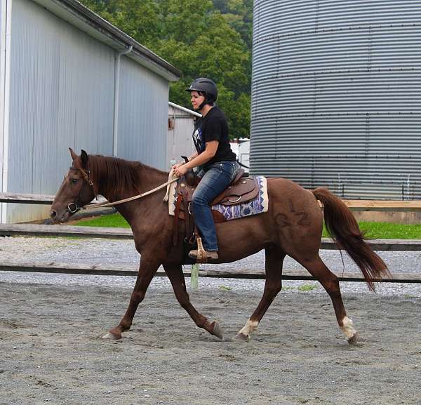 beginner-safe-quarter-horse