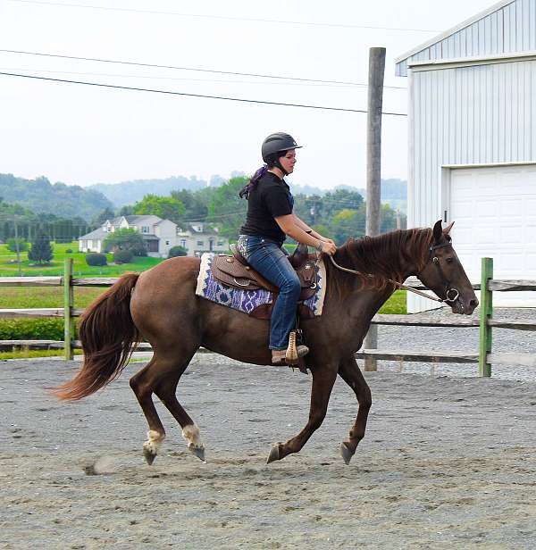 beginner-safe-kid-pony-quarter-horse