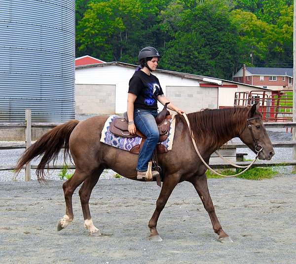 bridges-quarter-horse