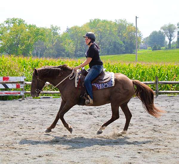canter-quarter-horse