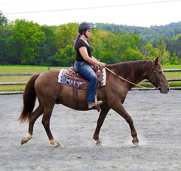children-quarter-horse