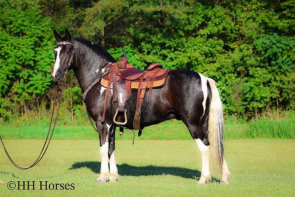 all-around-paint-horse