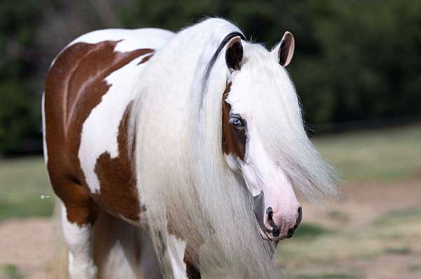 athletic-gypsy-vanner-horse