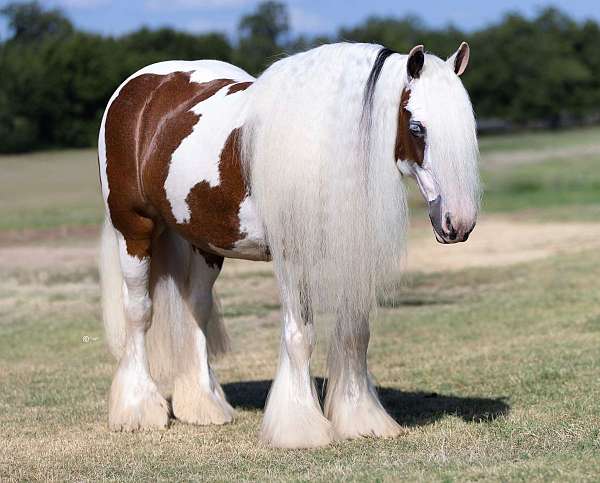 all-around-gypsy-vanner-horse