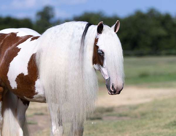 blue-eyed-gypsy-vanner-horse