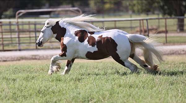 breeding-gypsy-vanner-horse