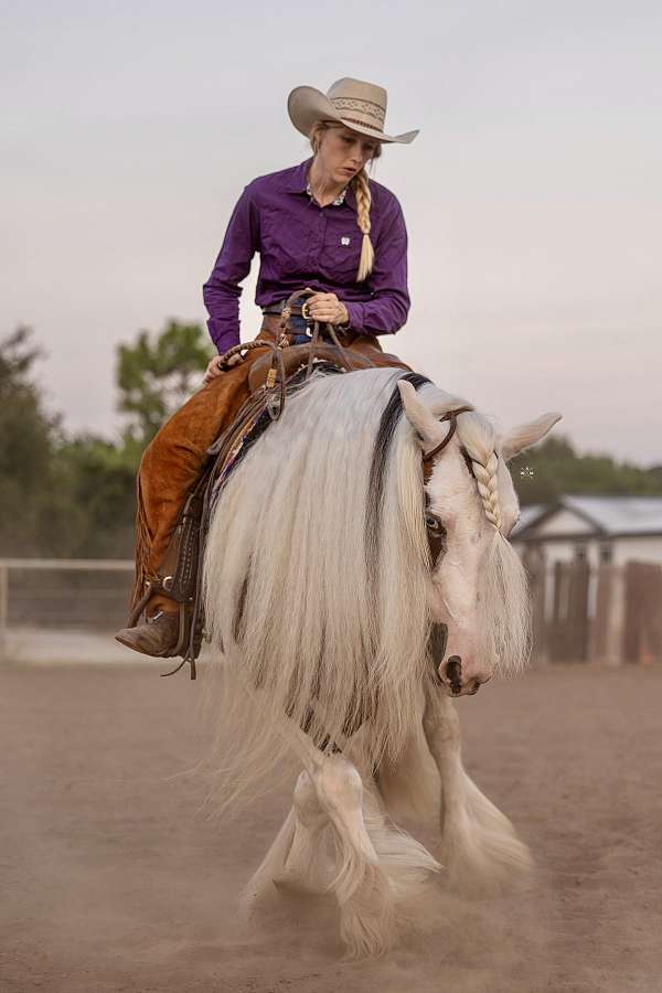 champion-gypsy-vanner-horse