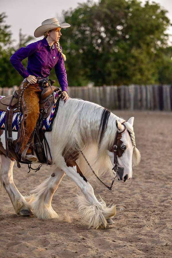 dressage-gypsy-vanner-horse