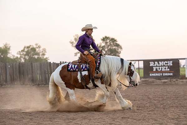 draft-gypsy-vanner-horse