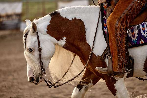 color-producer-gypsy-vanner-horse