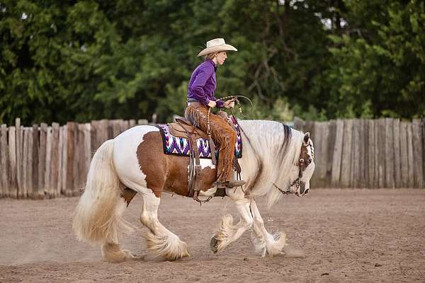 flashy-gypsy-vanner-horse