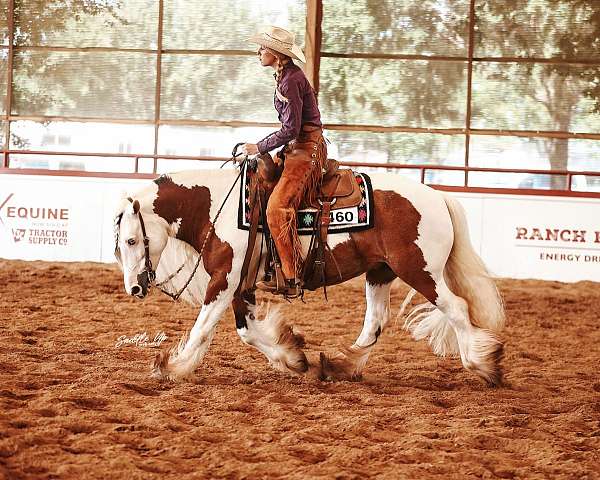 homozygous-gypsy-vanner-horse