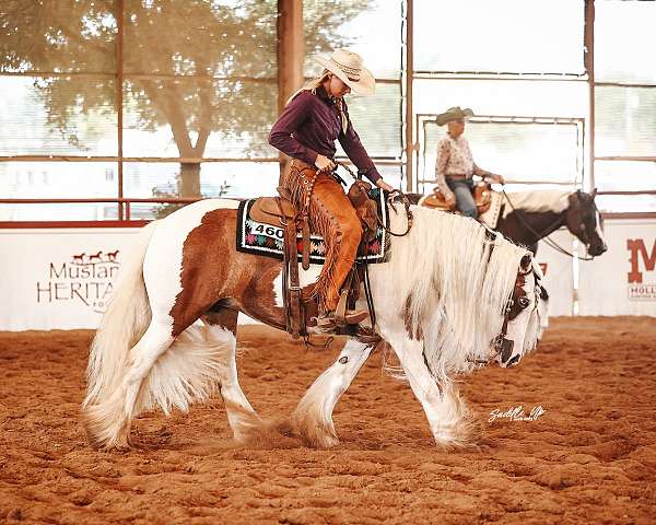 money-winner-gypsy-vanner-horse