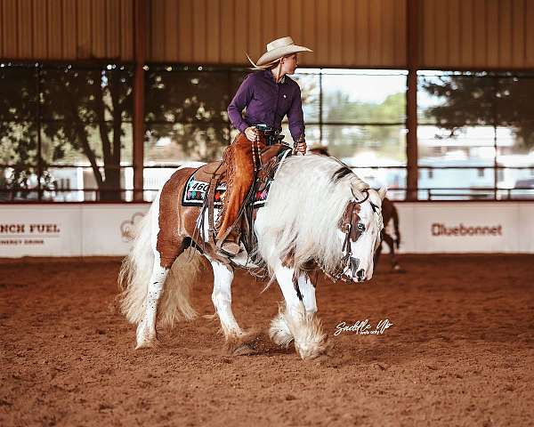 parade-gypsy-vanner-horse