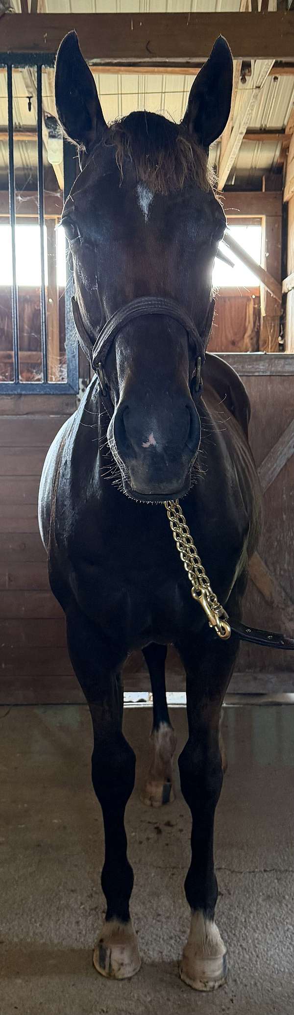 star-snip-socks-horse