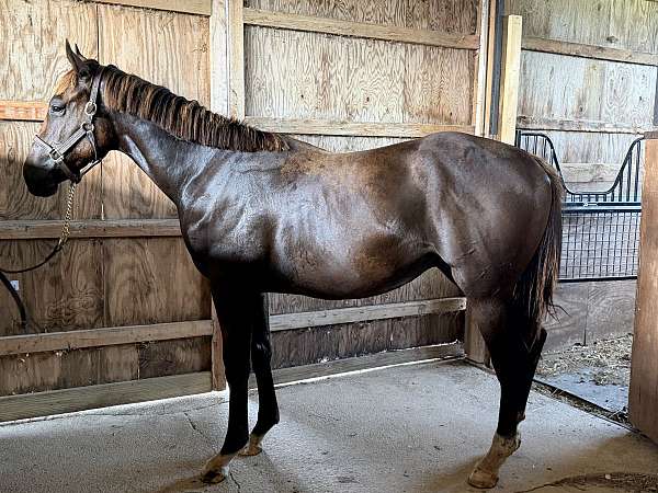 bay-star-snip-socks-horse
