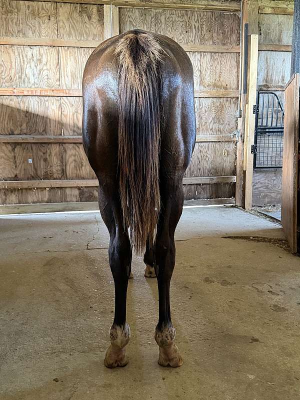 all-around-thoroughbred-horse