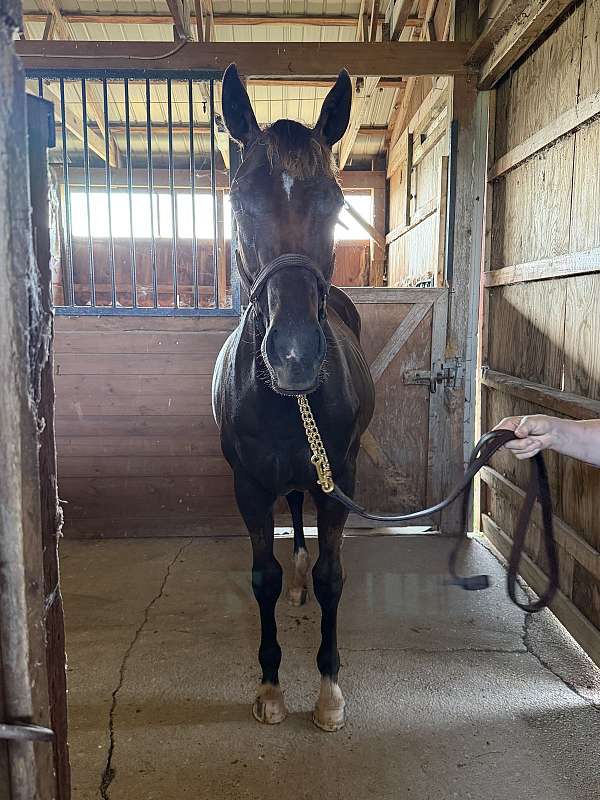 athletic-thoroughbred-horse