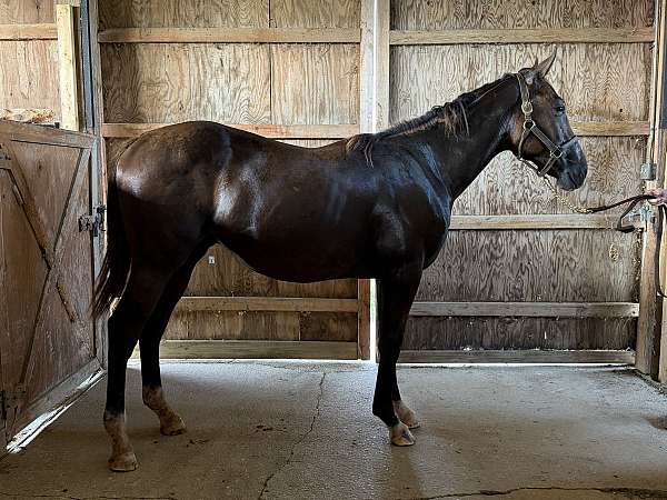 breeding-thoroughbred-horse
