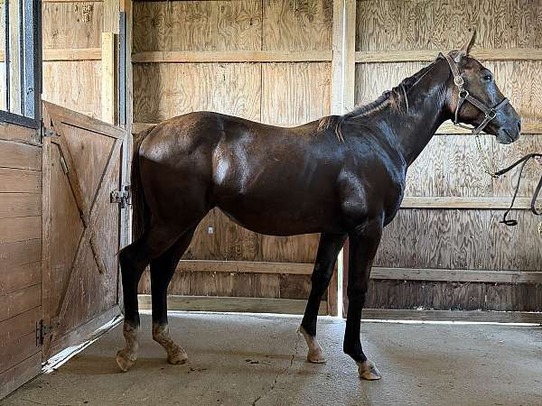 racing-thoroughbred-horse