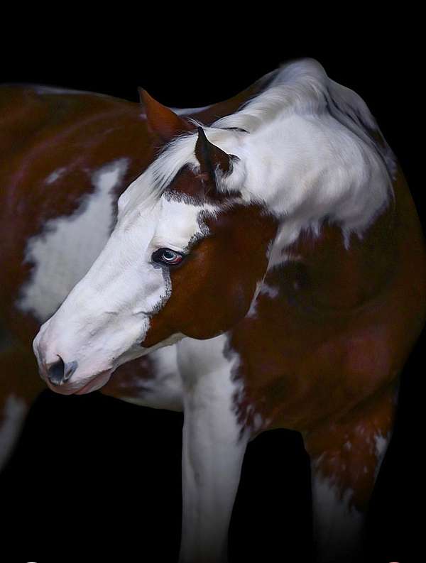 tovero-show-winner-horse