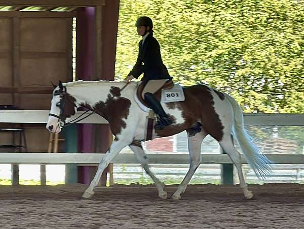 16-hand-tovero-horse