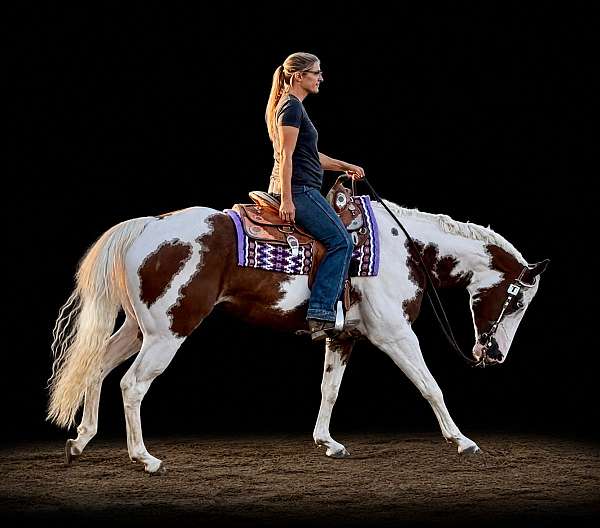 tovero-traine-horse
