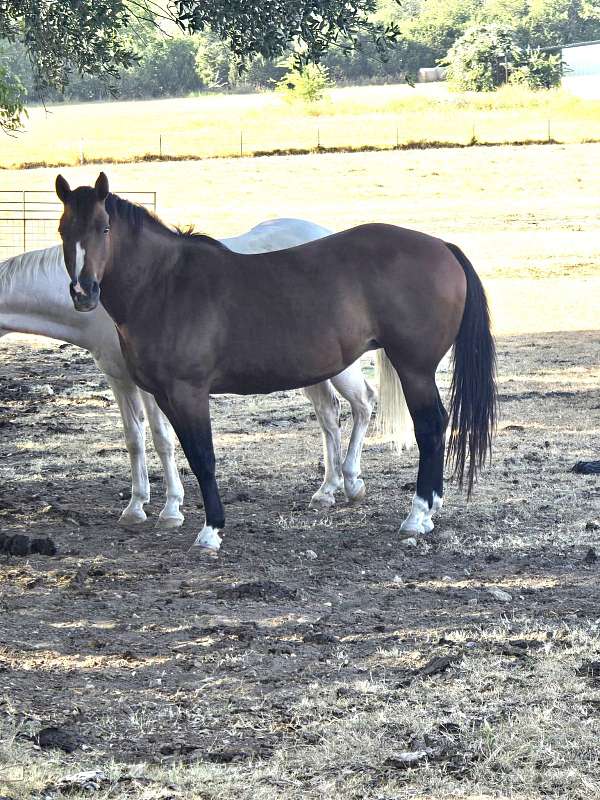 quarter-horse-mare