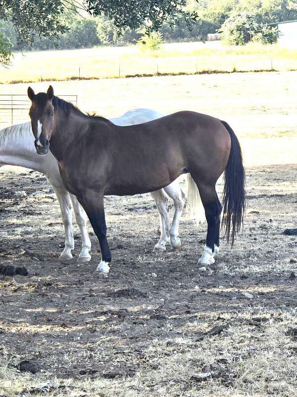 american-quarter-horse