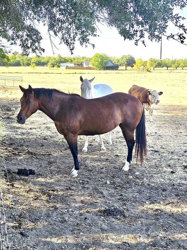 quarter-horse-for-sale