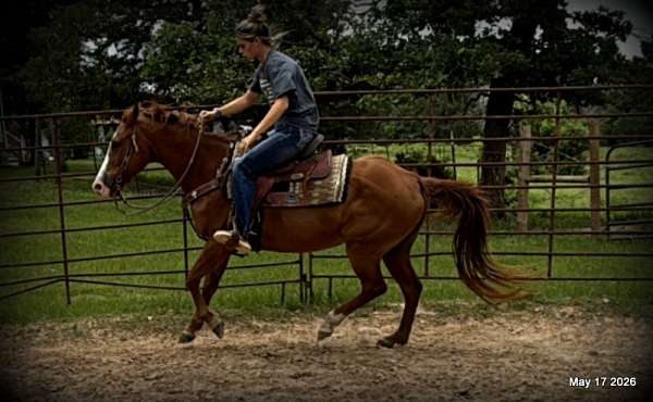 kid-safe-horse-quarter