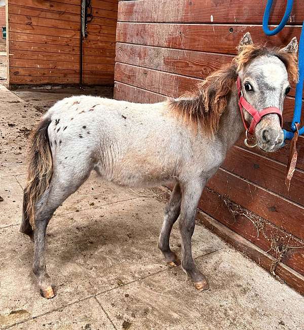 miniature-colt