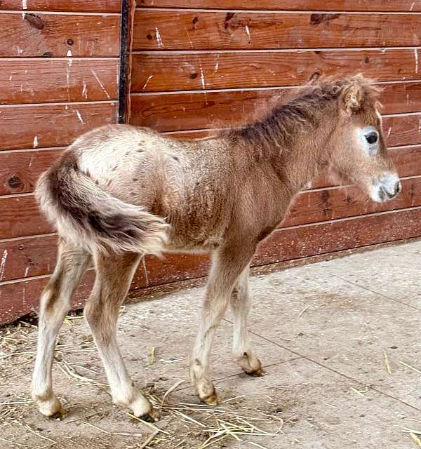 miniature-horse-for-sale