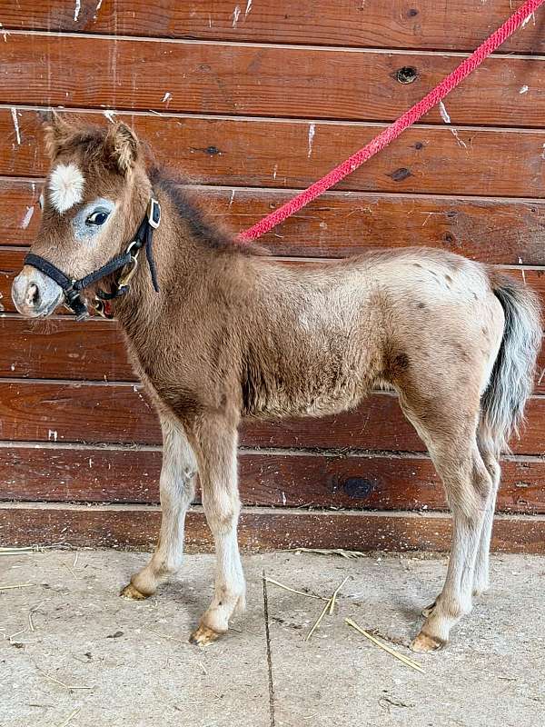 miniature-horse