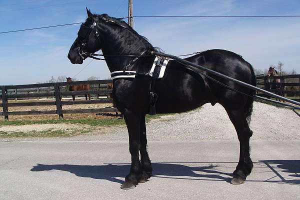 we-stallion