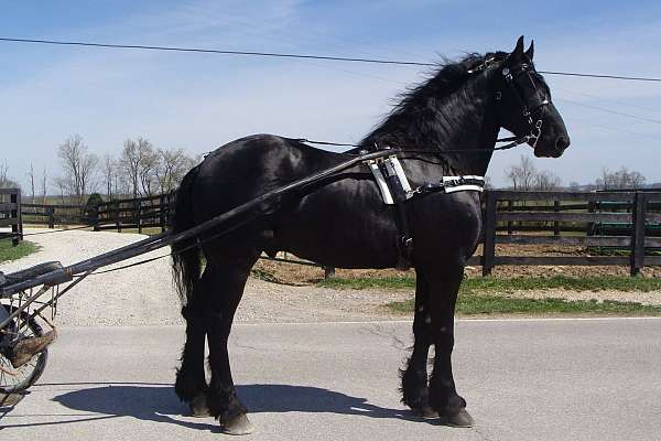 all-around-friesian-horse