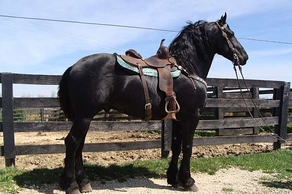 athletic-friesian-horse