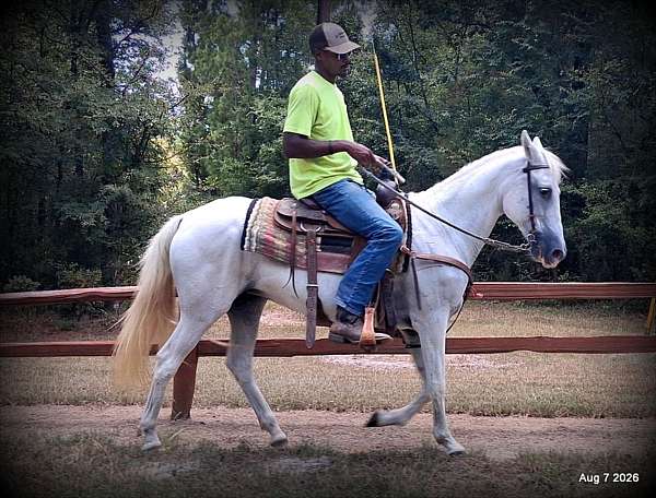 experienced-mare-paso-fino-horse