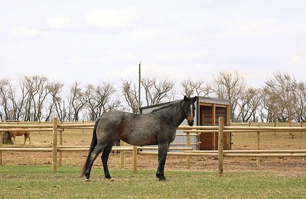 chocolate-aqha-foal