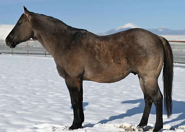 quarter-horse-mare