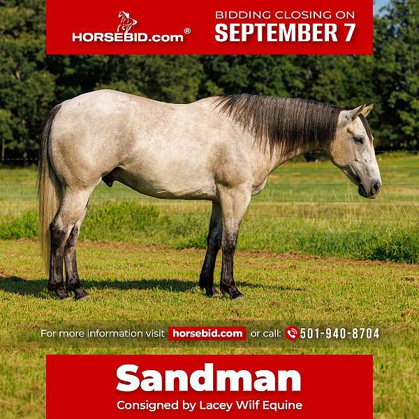 all-around-quarter-horse