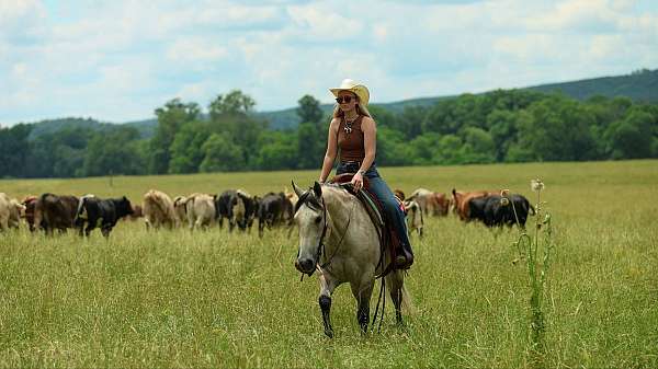 husband-safe-quarter-horse
