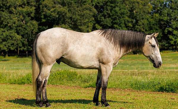 athletic-quarter-horse