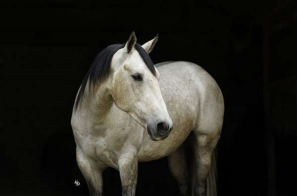 working-cattle-quarter-horse
