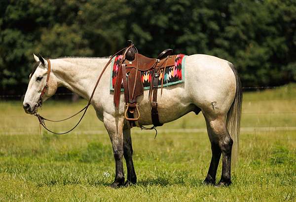 youth-quarter-horse