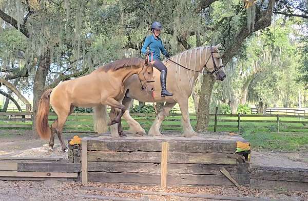 athletic-gypsy-vanner-horse