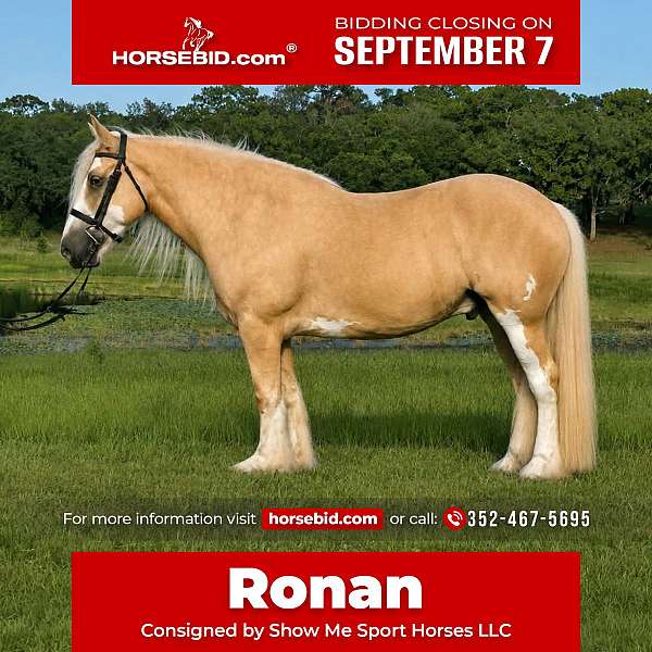 all-around-gypsy-vanner-horse