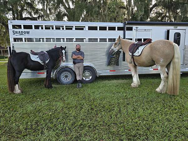 beginner-gypsy-vanner-horse