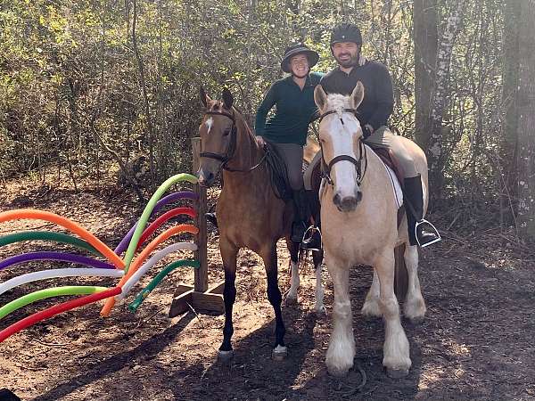 flashy-gypsy-vanner-horse